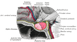 Located at the base of the , the pituitary gland is protected by a bony structure called the .