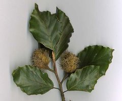 European Beech shoot with nut cupules