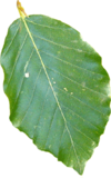 European Beech leaf