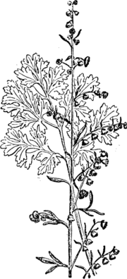  (Artemisia absinthium)