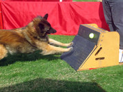 The dog hits a spring-loaded box in which a team member has placed a tennis ball; this releases the ball, which the dog catches and returns over the line of jumps.