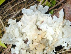 Jelly fungus, Tremella sp.