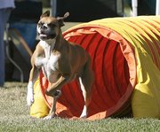 TunnelThis  demonstrates how most dogs run full speed through a tunnel, often using the back of a curved tunnel rather than trying to remain vertical.