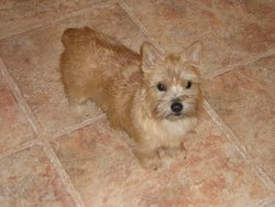 Norwich Terriers can be red, wheaten, black and tan, or grizzle (gray).