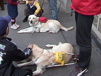  guide dogs resting.