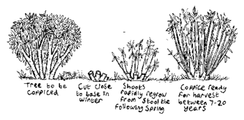 Diagram illustrating the coppicing cycle over a 7-20 year period