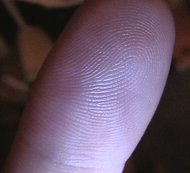 The tip of a finger showing the fingerprint.