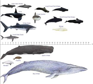 Size comparison between some well-known whales and other sea animals
