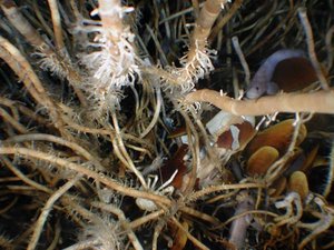 Tubeworms, soft corals and chemosynthetic mussels at a seep located 3,000 metres down on the Florida Escarpment. Eelpouts,  a Galatheid crab and an alvinocarid shrimp feed on mussels damaged during a sampling exercise.