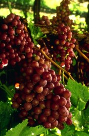Flame seedless grapes