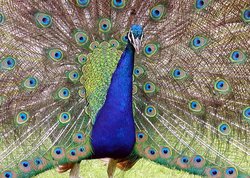 Detail of an Indian Peacock’s display