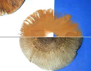 making mushroom spore prints
