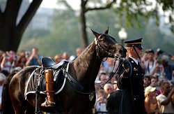 The riderless horse, Sgt. York, during the funeral procession for , with Reagan's own boots reversed in the stirrups.