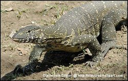 Monitor Lizard. Masai National Reserve, Kenya Africa. Image provided by Classroom Clipart (http://classroomclipart.com)