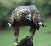  The Golden Eagle is four times the size of the Island Fox and can easily prey on the foxes.