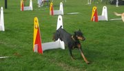 Dogs from two teams race against each other over parallel lines of jumps. The jump height is based on the smallest dog on each team.