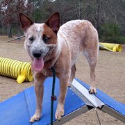 A young ACD at the top of a dog agility A-frame.
