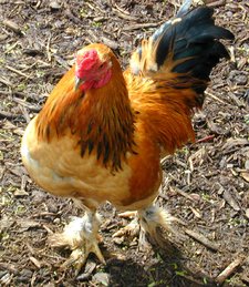 A Bantam rooster