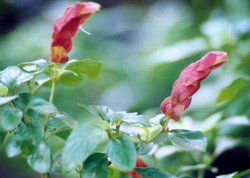 A shrimp plant with red bracts
