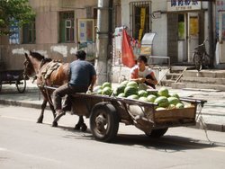 A cart transporting watermelons in , . You can see that the two men are sitting well forward to ensure that the load is downward on the shafts that the horse is supporting. You can see one shaft running along the visible side of the animal.