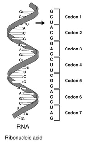  codons.