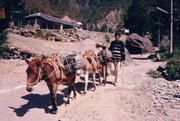 Donkeys carrying locally mined slate. Dharamsala.