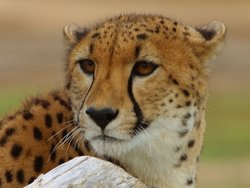 A cheetah at the Wild Animal Park.