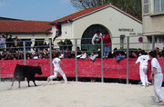 A young razeteur flees from a bull