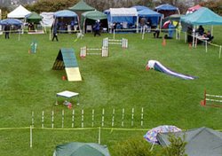 Agility field right side: The right side of the same agility field showing (clockwise from foreground) the weave poles, the pause table, the A-frame, two winged jumps,   the collapsed tunnel (or chute), and a wingless jump. Numbered orange plastic cones next to obstacles indicate the order in which the dog must perform them.