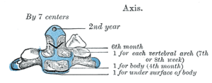 The axis is ossified from five primary and two secondary centers.