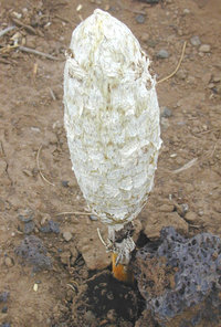 Podaxis pistillaris, a stalked puffball known as the False Shaggy Mane