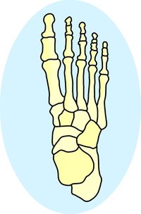 The bones in the human foot provided by Classroom Clip Art (http://classroomclipart.com)