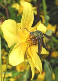 Bombyliid fly on Bidens laevis