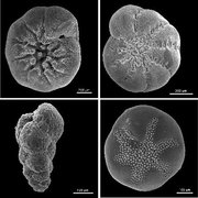 Foraminiferan shells