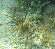 A young lionfish in the Red Sea near Dahab