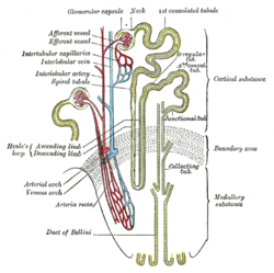 Nephron of the kidney