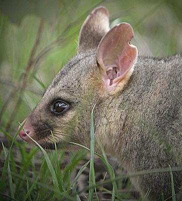 Image:Common-Brushtail-Possum-361.jpg
