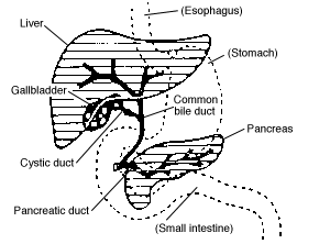 Digestive system diagram showing the bile duct