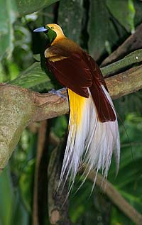 Lesser Bird of Paradise Paradisaea minor (c)Roderick Eime