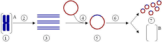 Figure 5: Cloning a gene using a plasmid.(1) Chromosomal DNA of organism A. (2) PCR. (3) Multiple copies of a single gene from organism A. (4) Insertion of the gene into a plasmid. (5) Plasmid with gene from organism A. (6) Insertion of the plasmid in organism B. (7) Multiplication or expression of the gene, originally from organism A, occurring in organism B.