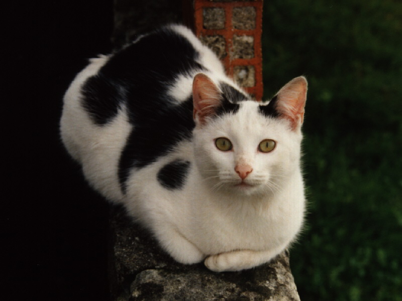 image:Cat2.jpg