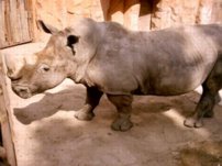 image:black_rhinoceros-tn.jpg