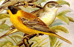  Black-headed Bunting