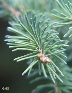 closeup of pinophyte needles