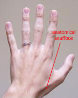Image:Anatomical-snuff-box.jpg