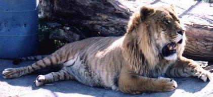 "Hobbs", a liger