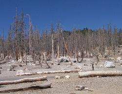 Carbon dioxide has killed a large area of trees