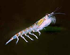 image:krill.jpg