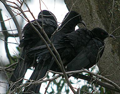 Image:White-winged-Choughs-385.jpg