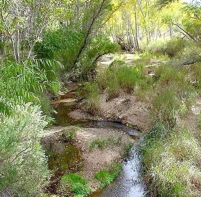 The San Predro River in doctile, non-rainy season mode.  Though this river may appear to be but only a small creek to some, it is monumental in its importance as wildlife habitat and water in the semi-arid southwestern desert.  Photo by Roger Weller, Cochise College, AZ.